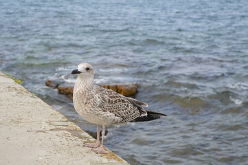 seagull on the beach