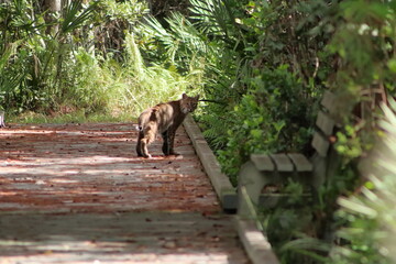Fototapeta na wymiar bobcat on the trail 