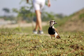 Vanellus chilensis