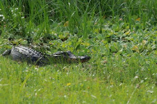 Alligator sunning in South Florida. 