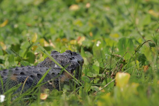 Alligator sunning in South Florida. 