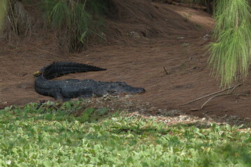 Alligator sunning in South Florida. 