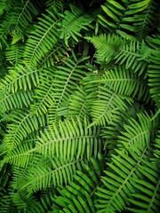 Beautiful Tropical Fern Foliage Green Under The Sunlight