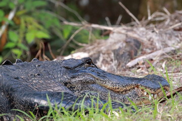 Alligator sunning in South Florida. 