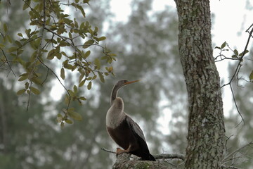 anhinga drying feathers in the sun. 