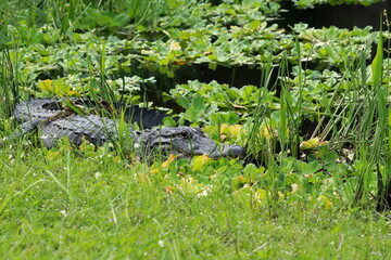 Alligator sunning in South Florida. 