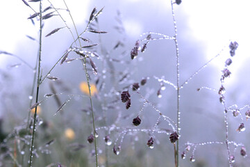 Soft nature fog
