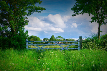 A farm gate amidst a field of wild flowers framed by trees against a backdrop of a fair weather...