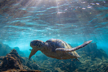 Obraz premium Hawaiian Green sea Turtle cruising in the warm waters of Maui