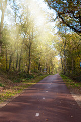 Fototapeta na wymiar Autumn park alley walk road. The way in park with golden foliage and trees in fall season. Beautiful autumnal forest, beauty nature scene.