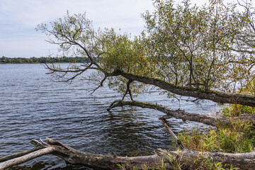 Tree on Sobieszewo Island on the bank of Wisla Smiala - one of the mouths of the Vistula River in Gdansk, Poland