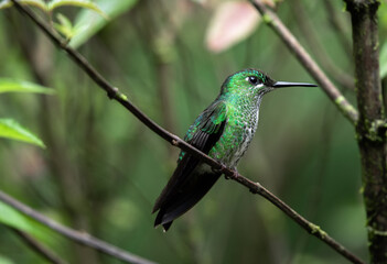 Fototapeta na wymiar Eugenes spectabilis, Talamanca hummingbird, admirable hummingbird Costa Rica Monteverde Cloudforest Central America Wild Nature Rainforest sitting on branch