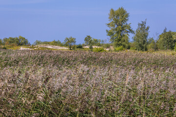Obraz premium Rushes on Sobieszewo Island on the bank of Wisla Smiala - one of the mouths of the Vistula River in Gdansk, Poland