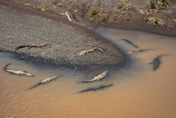 American crocodile, Costa rica, Crocodylus acutus, wild exotic dangerous, river sunbathing, croco family, relaxing on riverside and in the water