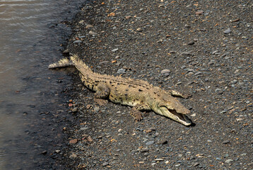 Crocodylus acutus, wild exotic dangerous, american crocodile, Costa rica, river, sunbathing animal on riverside, perfect profile shot from the side