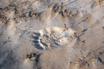 Fresh polar bear tracks seen photographed in the snow sand on the shoreline of Hudson Bay in northern Canada, Manitoba. Tundra landscape, defined paw prints. 