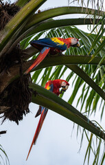 Macaw Pair, Scarlet macaw, Ara macao love, monogamous animals, two Bird Wild Red Yellow Blue colored colorful two adorable beautiful Parrots in Costa Rica sitting on Palm Tree, watching, perfect shot