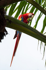 Scarlet macaw Ara macao Wild Red Yellow Blue colored colorful beautiful adorable Parrot Bird in Costa Rica sitting on palm tree leaf looking with fruit dirt on beak and leaves in the back and front