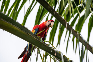 Scarlet macaw Ara macao Wild Red Yellow Blue colored colorful beautiful adorable Parrot Bird in Costa Rica sitting on palm tree leaf looking with fruit dirt on beak and leaves in the back and front