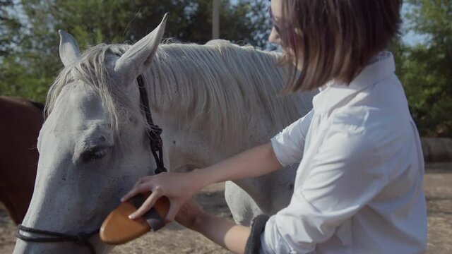 Close up of woman in riding clothes and sunglasses cleans with a special brush, a comb her white young beautiful horse