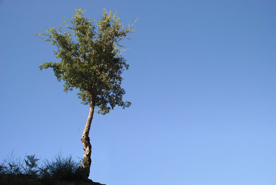 Árvore, pequeno sobreiro na ponta de um monte com o céu por trás