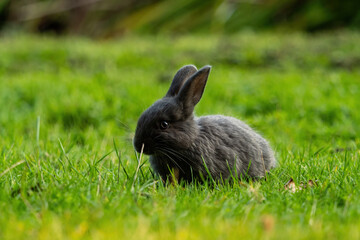 close up of a cute dark grey bunny resting on green grass field in the park