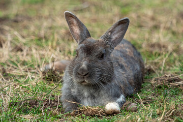 close up of a chubby grey rabbit laying on grassy ground under the shade in the park taking its rest