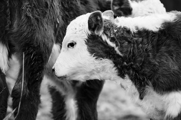Hereford calf with herd close up in black and white, baby farm animal. © ccestep8