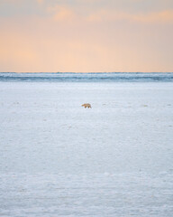 A single alone polar bear walking across the icy tundra during their migration to the sea ice in northern Canada on Hudson Bay shoreline. Pink sky horizon in the background.