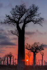 baobab tree at sunset