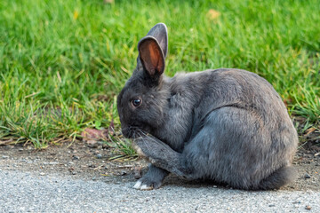 one cute chubby grey rabbit sitting on the ground near the green grass licking on one of its feet