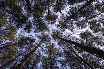 Pines in forest on Sobieszewo Island, part of Gdansk city over Gdansk Bay in the Baltic Sea, Poland