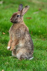 close up of one cute brown rabbit standing on the green grass field in the park