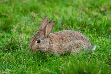 close up of one cute brown bunny eating on green grass field in the park