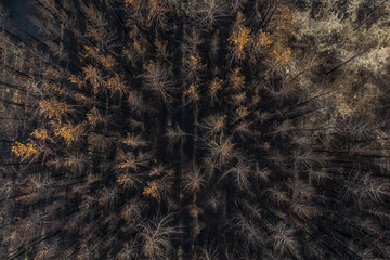 burnt pine forest top view. dead forest after fire. drone photo. Burnt trees after a forest fire. ecological catastrophy