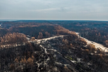 burnt pine forest top view. dead forest after fire. drone photo. Burnt trees after a forest fire....