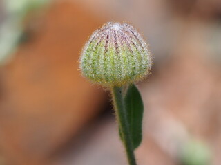 Wildflower (Andryala laxiflora)
