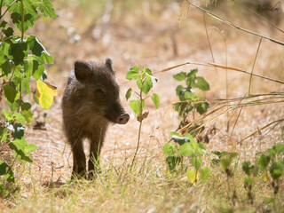 Jabalí (Sus scrofa)