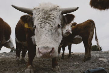 Curious horned Hereford bull with cow herd close up.