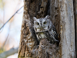 Eastern Screech Owl with Open Eyes Sitting in a Tree Hole 