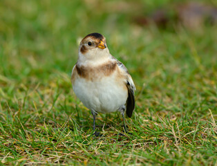 Snow Bunting Standing on Green Grass in Fall
