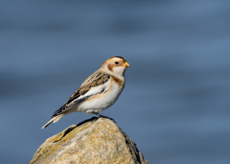 Snow Bunting Standing on Rock in Fall