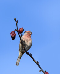 Male House Finch Feeding on Red Berries on Blue Sky in Fall