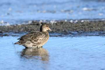 Female Green-winged Teal Foraging on Pond in Fall