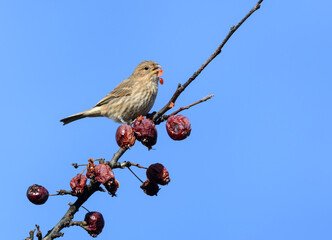 Female House Finch Feeding on Red Berries on Blue Sky in Fall