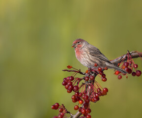 Male House Finch Feeding on Red Berries on Green Background in Fall