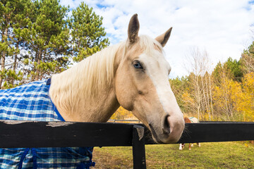 beautiful palomino male horse portrait outdoor at fall wearing a blanket - obrazy, fototapety, plakaty