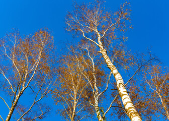Fototapeta premium Autumn colorful landscape of mixed European forest thicket with Silver birch trees - latin Betula Pendula - with blue sky as background in Kampinos nature reserve in Mazovia region of Poland