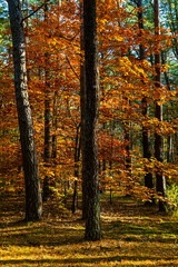 Obraz premium Autumn colorful landscape of mixed European forest thicket with common oak trees - latin Quercus robur - in Kampinos nature reserve near Izabelin in Mazovia region of central Poland