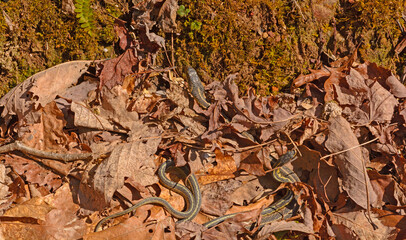 Garter Snakes Emerging From a Den on a Sunny Day